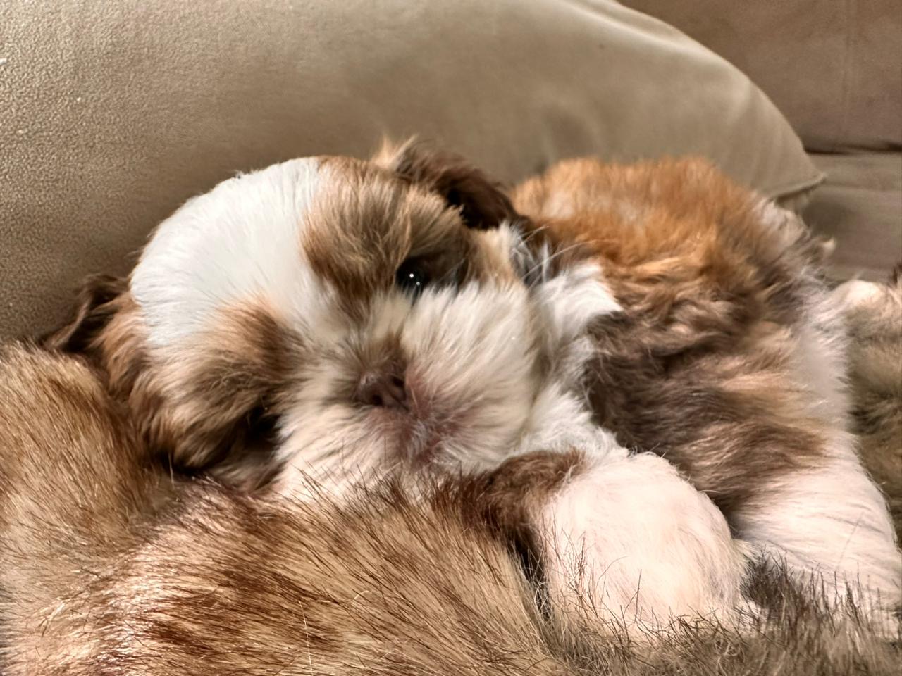 Portal Vendocão Shih-Tzu macho Campos Novos 
