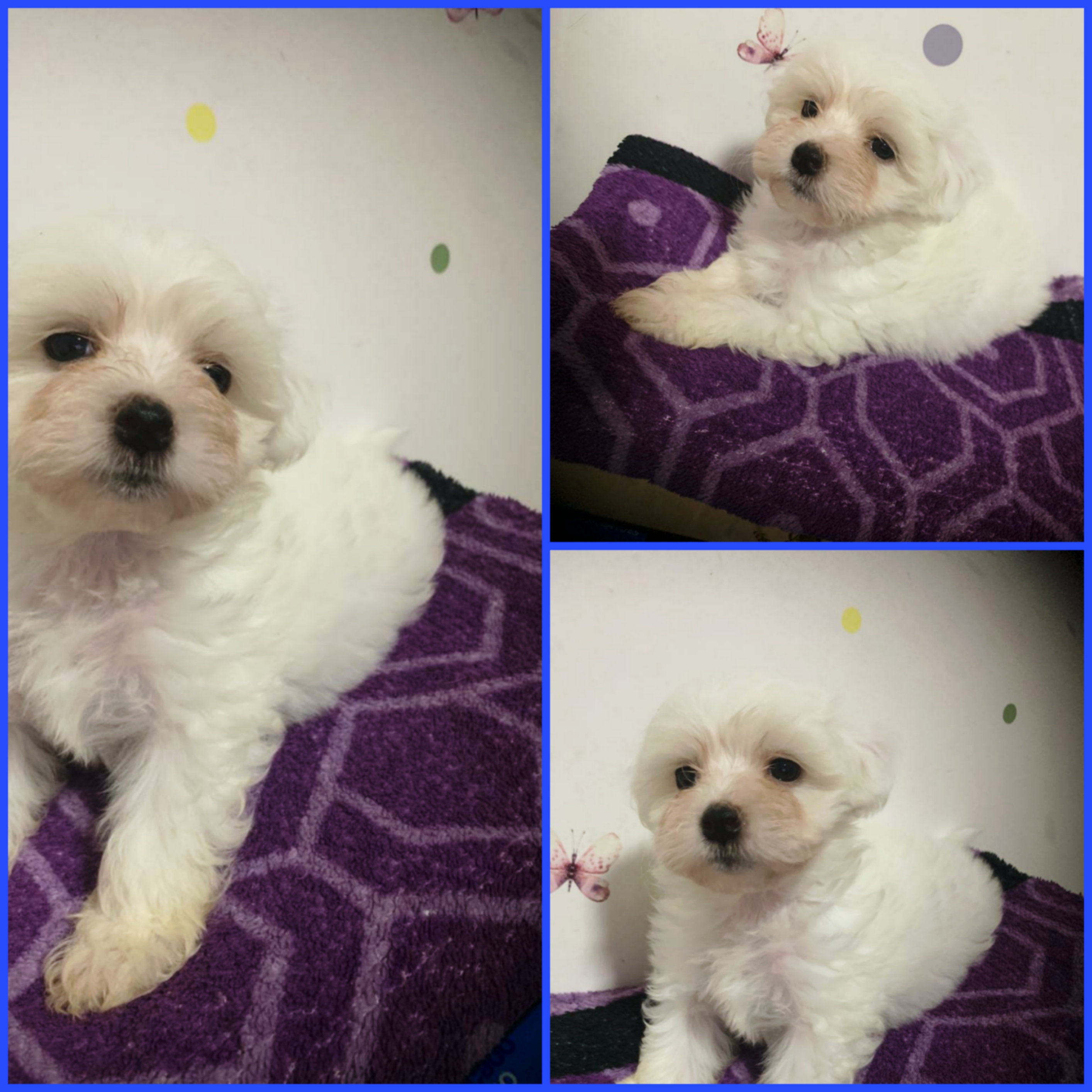 Portal Vendocão Machinho maltês micro puro  Osasco 