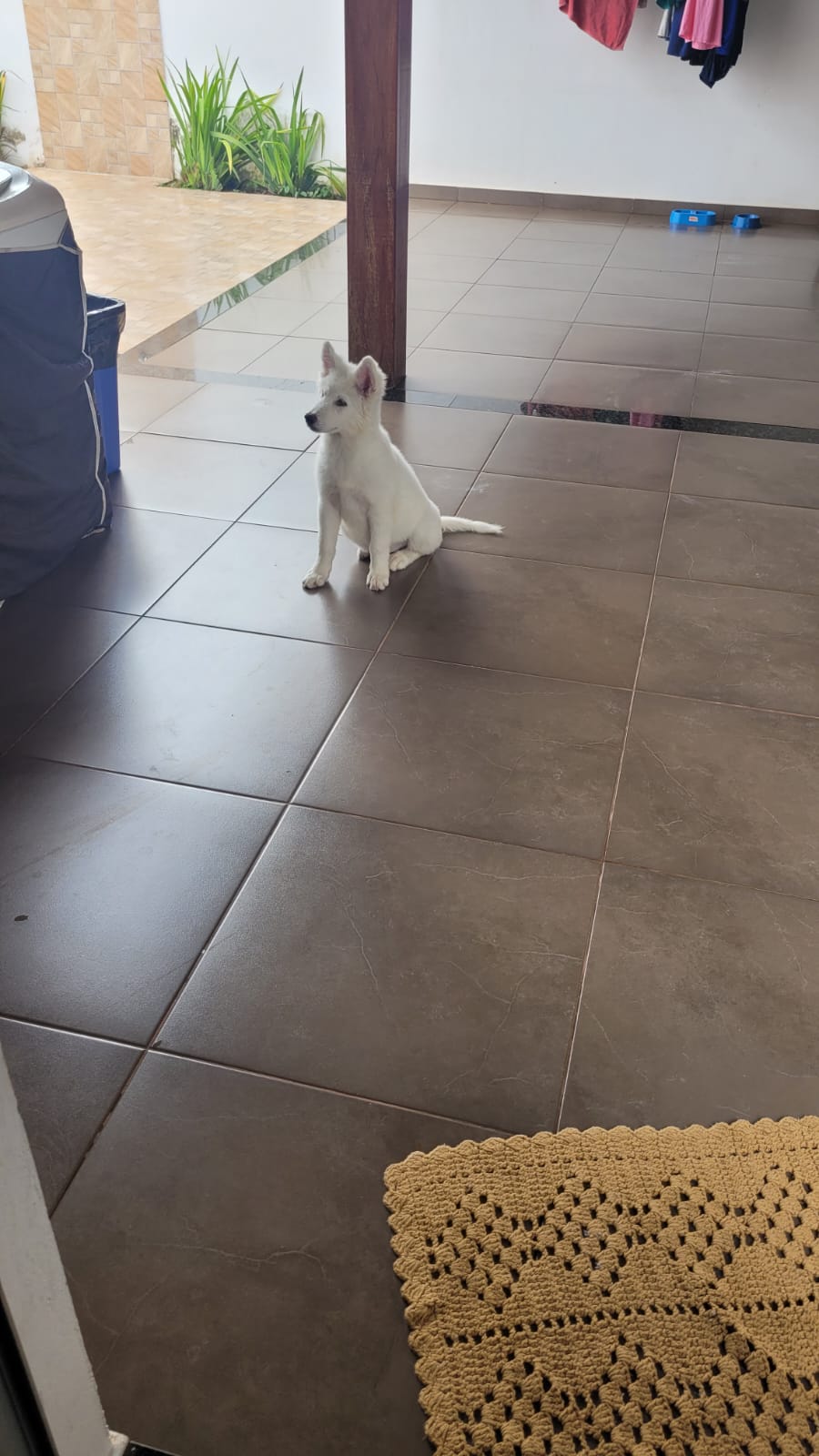 Portal Vendocão Husky Siberiano Filhote Uberlândia