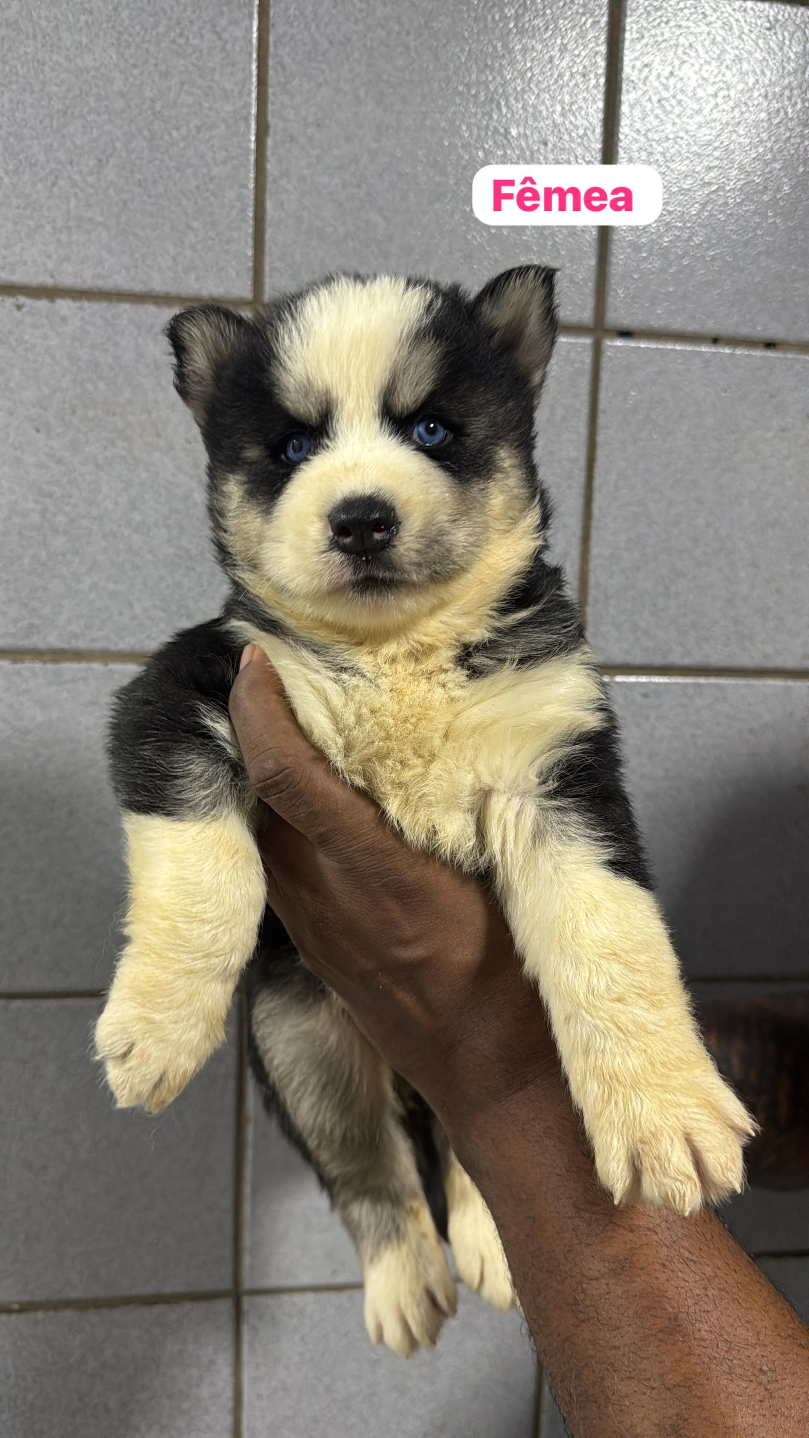 Filhotes de husky siberiano legítimos  - Foto 3