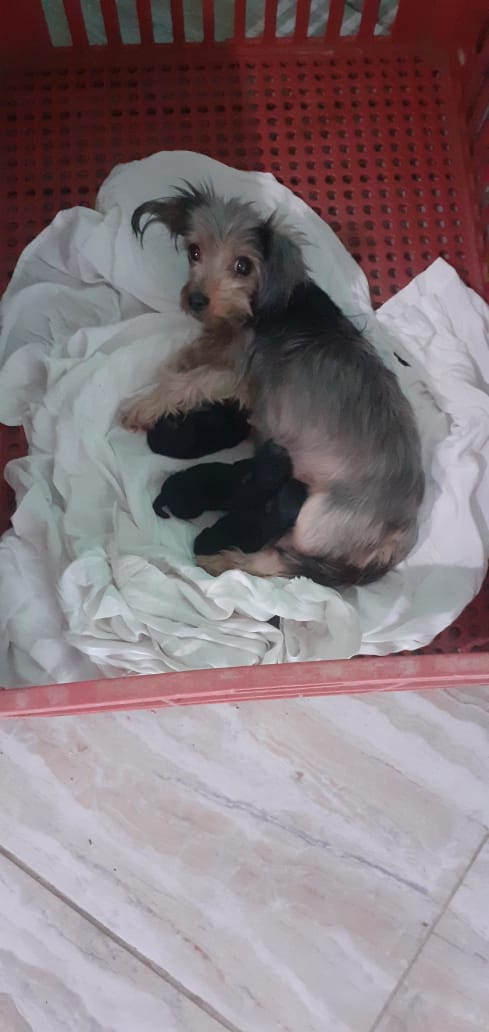 Portal Vendocão Yorkshire terrier vacinados  Guarapari 