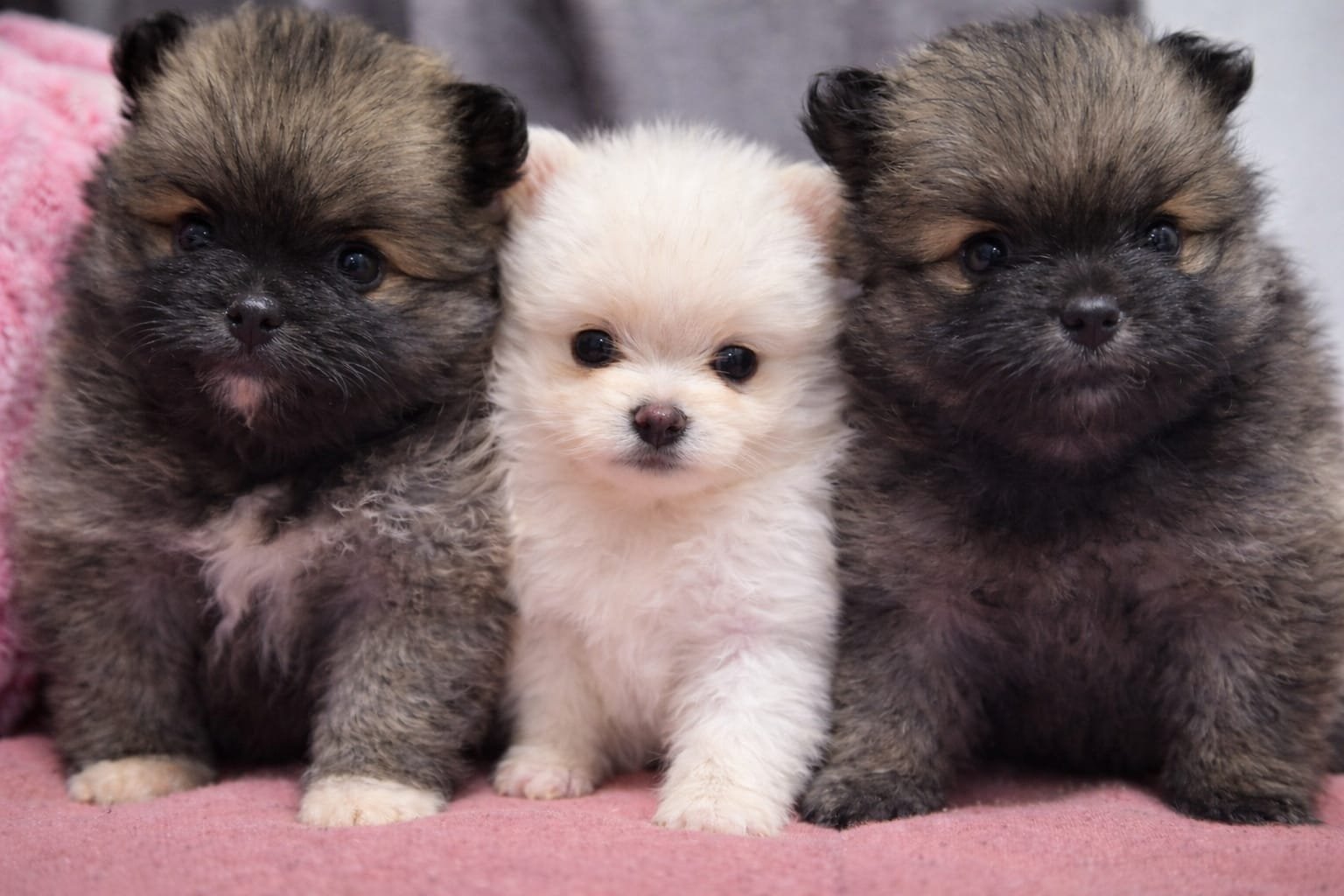 vendo Lulu Da Pomerânia - Foto 1