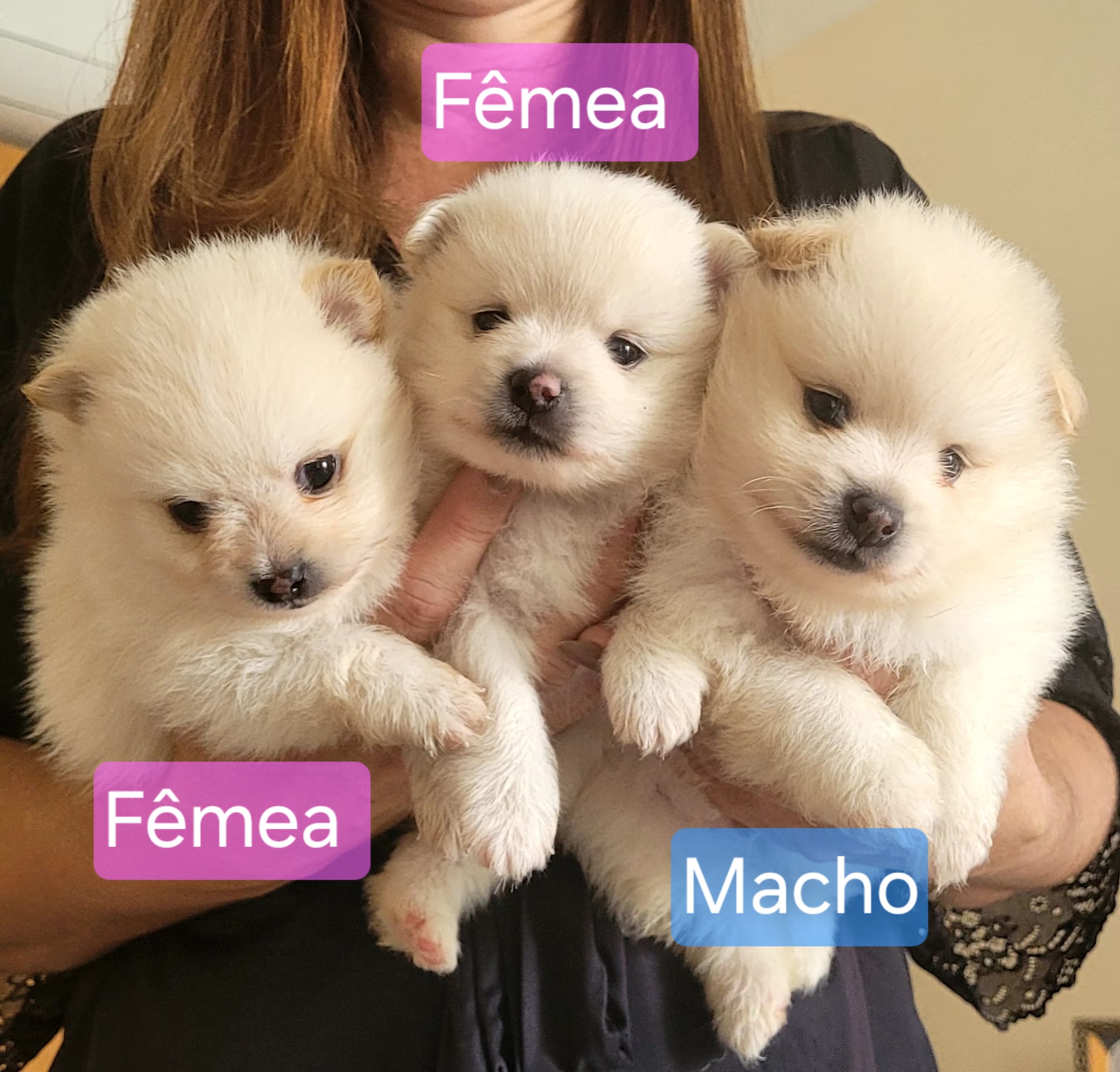 Lulu da Pomerania Spitz Alemão  - Foto 1