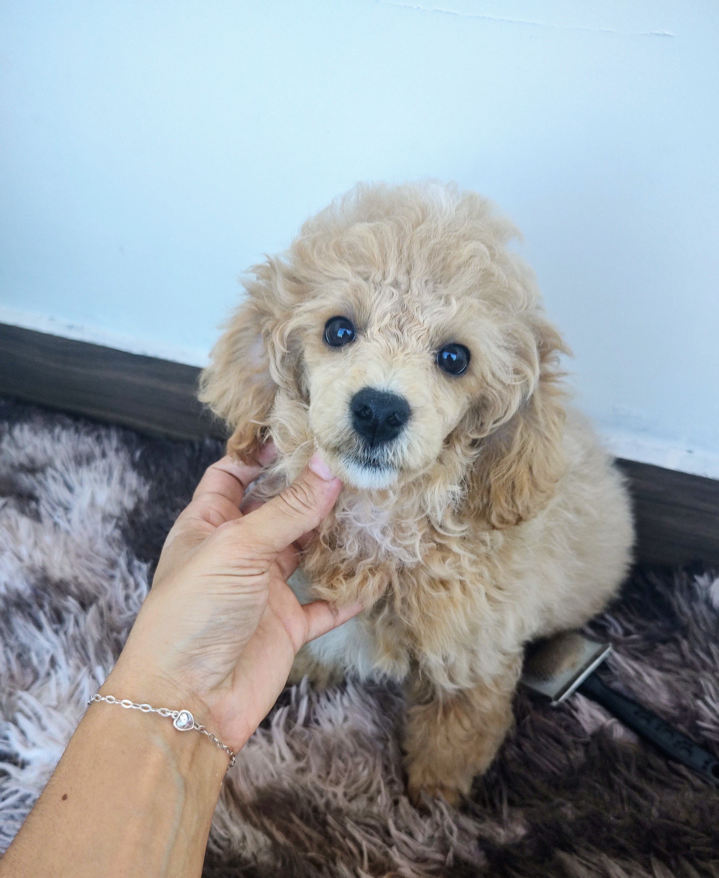 Portal Vendocão Poodle Abricot  Ipatinga