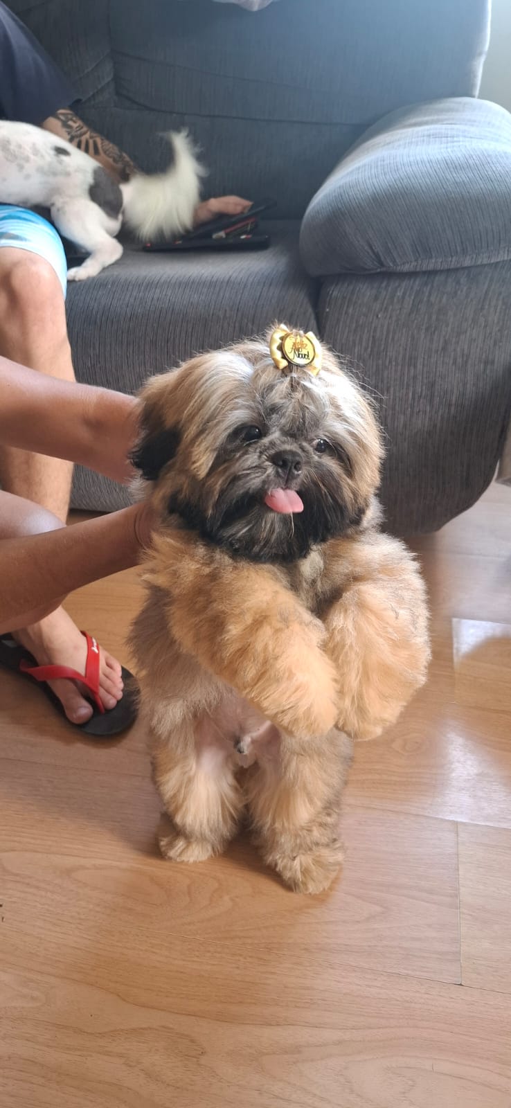 Filhote de Shih tzu  - Foto 4