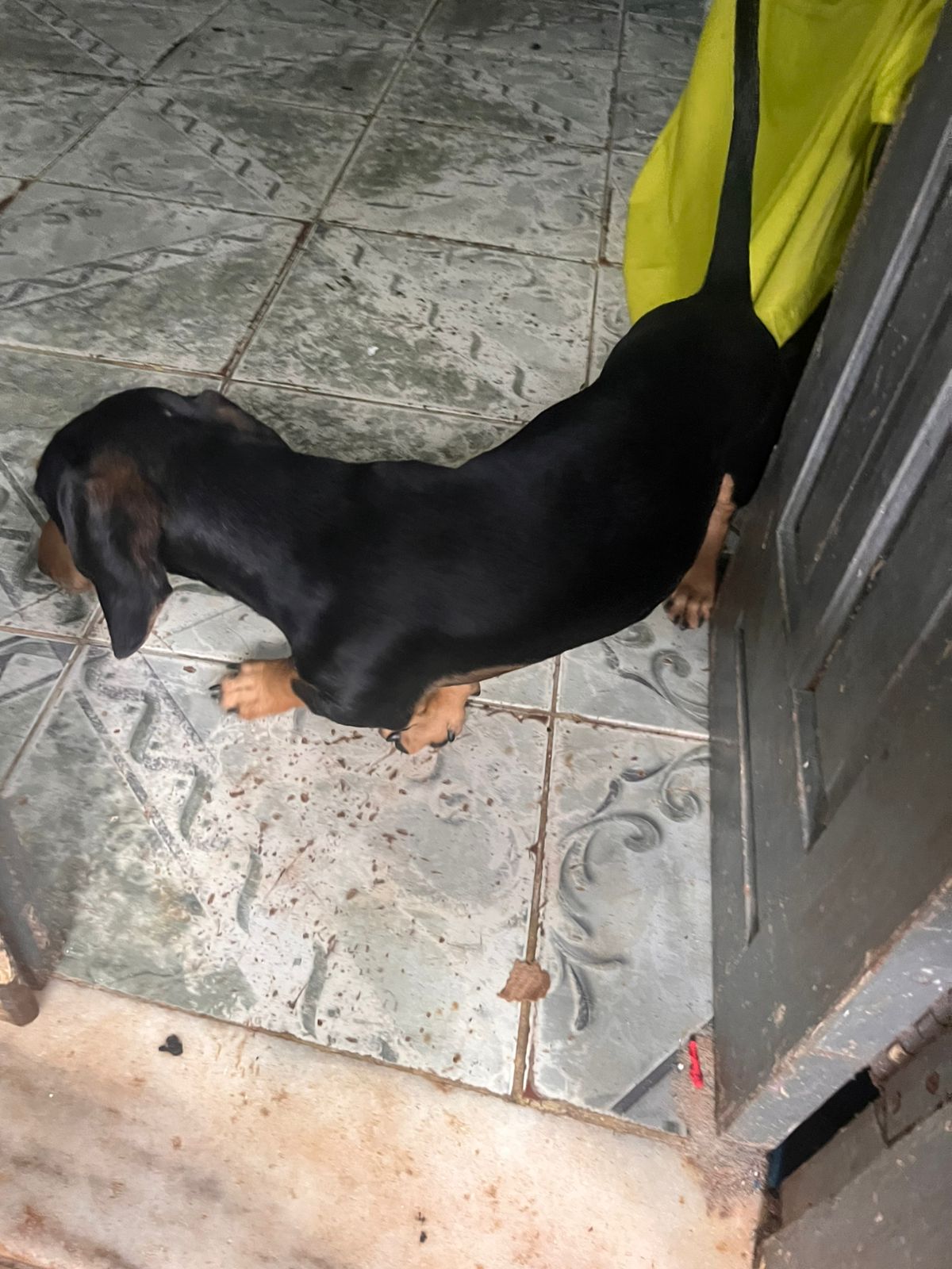 Cachorro salsicha  - Foto 2