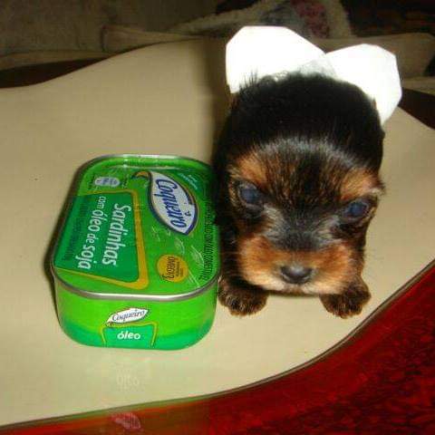 Portal Vendocão Filhotes de Yorkshire terrier  Campinas 