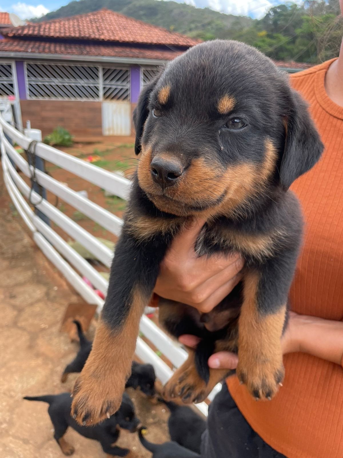 Filhote de rottweiler  - Foto 1