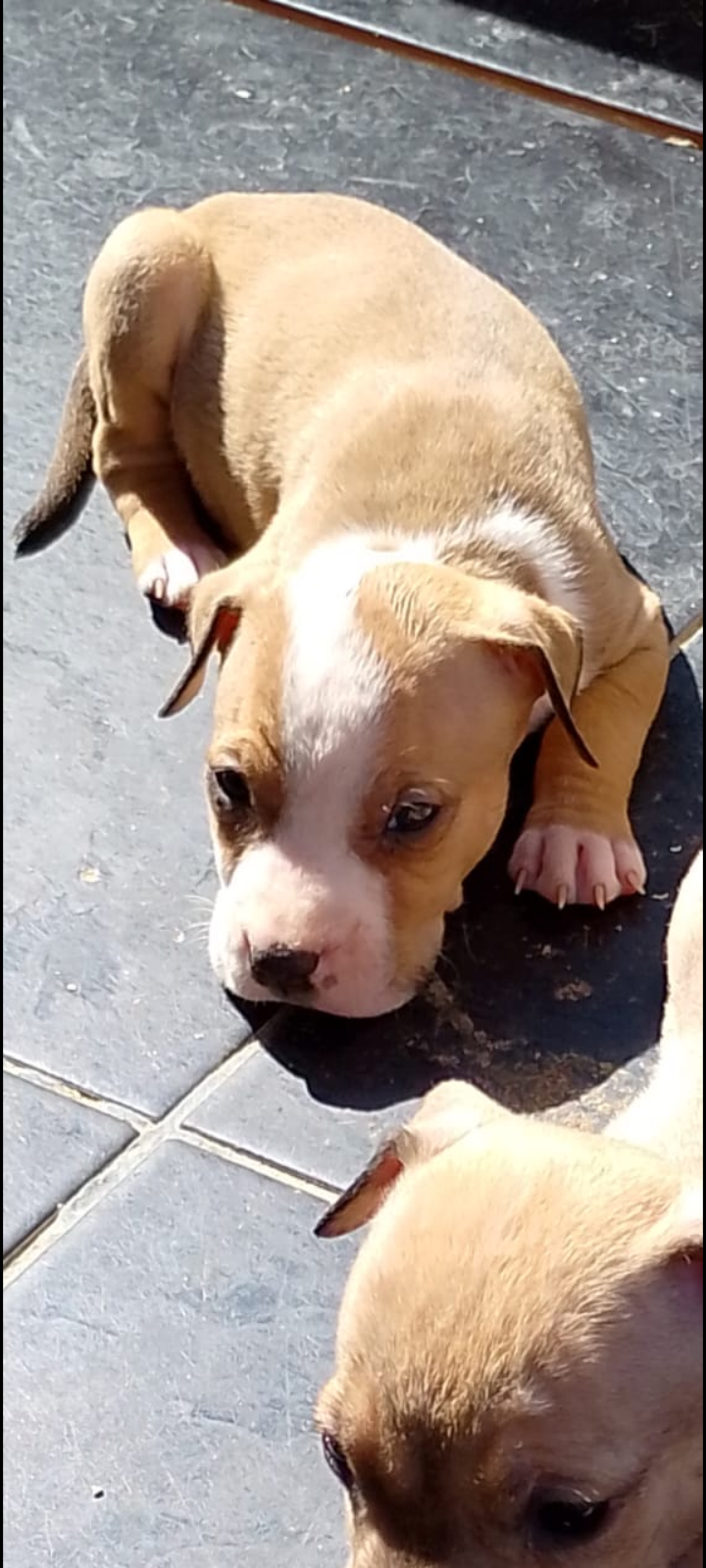 Portal Vendocão Filhotes de American bully Nova iguaçu 