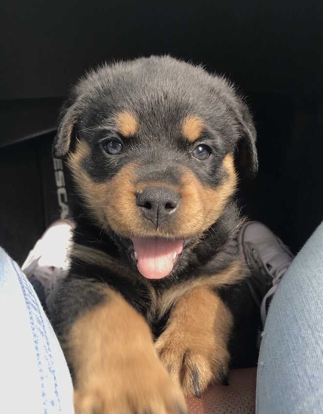 Portal Vendocão Rottweiler preto e caramelo  Bauru 