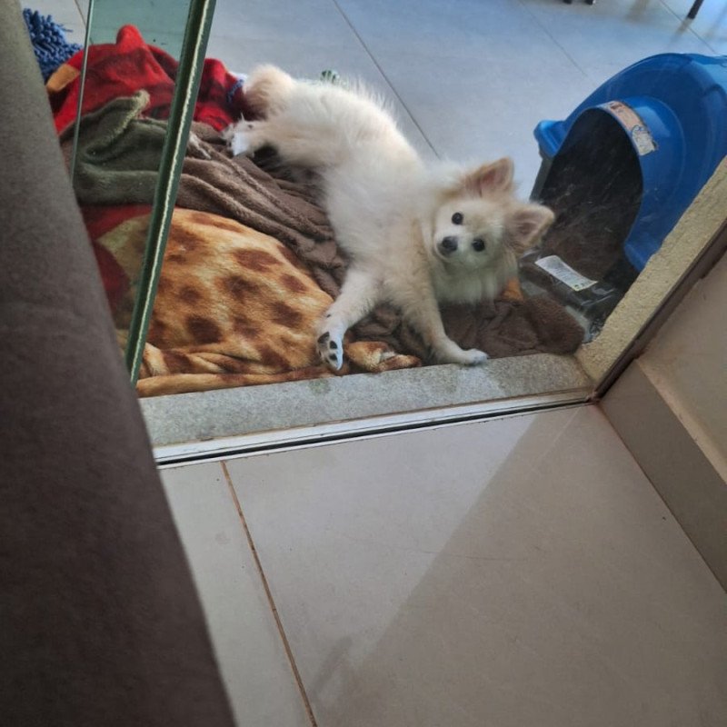Lindo filhote de Spitz Alemão