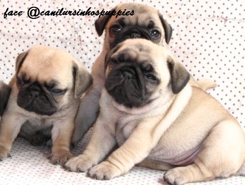 pug filhotes disponiveis #canilursinhospuppies  - Foto 2