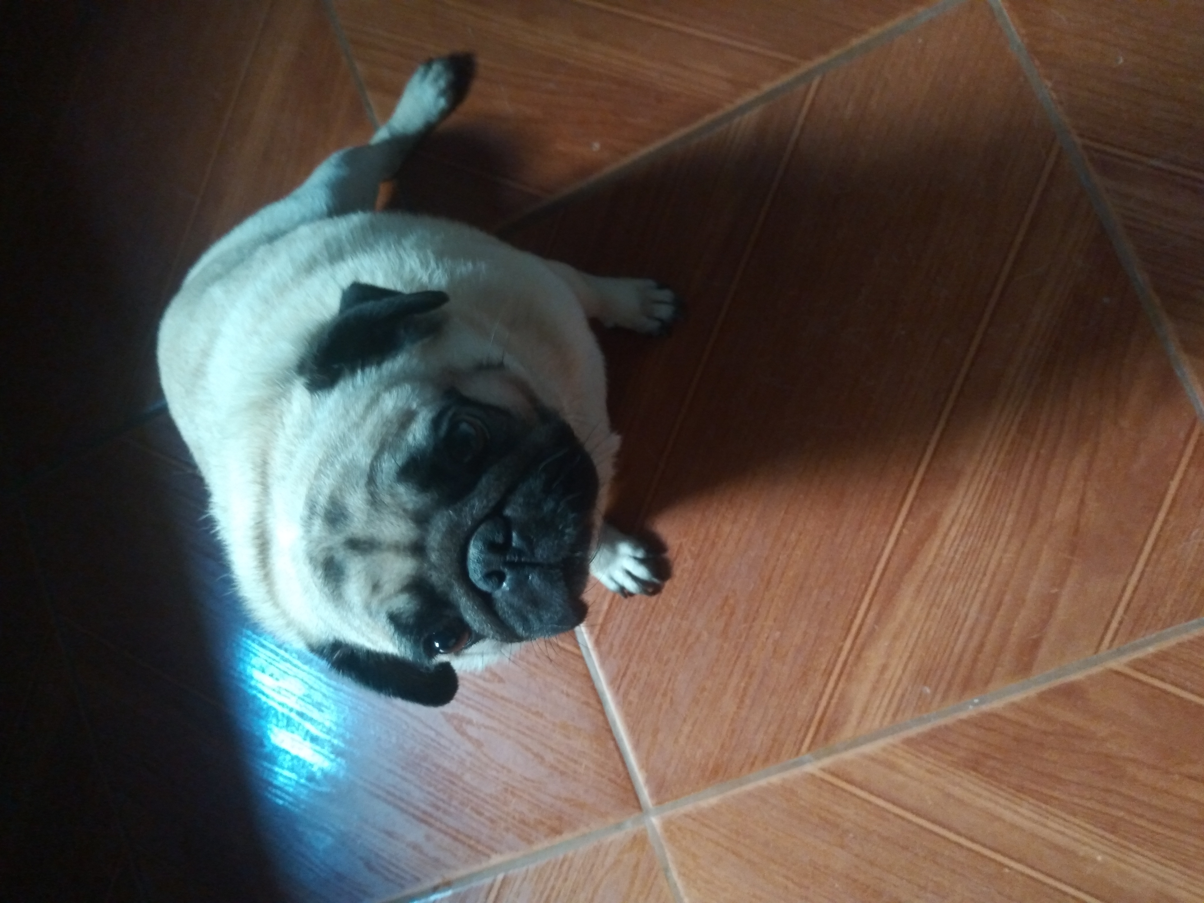 Portal Vendocão Cachorro pug  Niterói