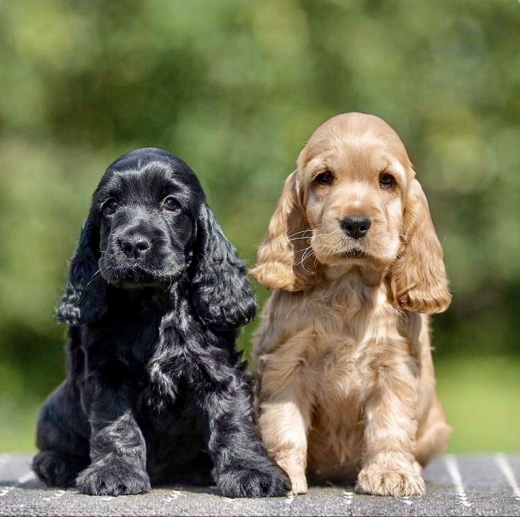 Portal Vendocão Cocker Spaniel adquira!  Sorocaba 