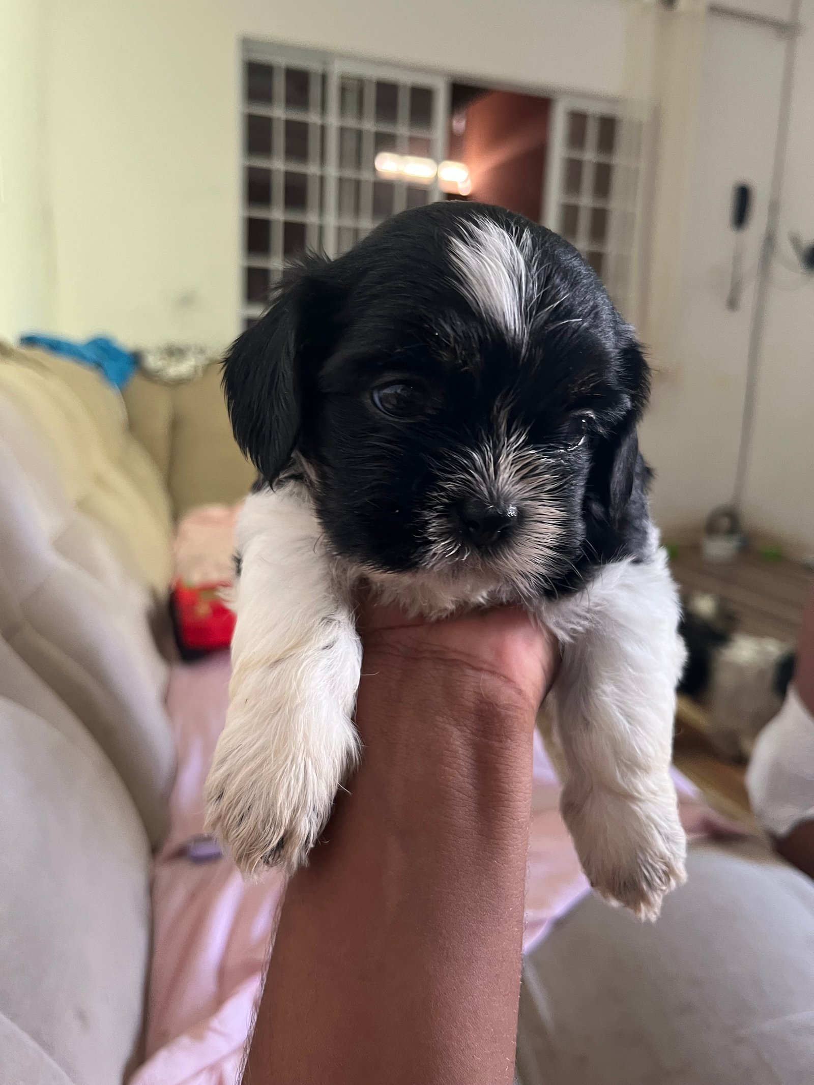 Vendo shih tzu fêmea 