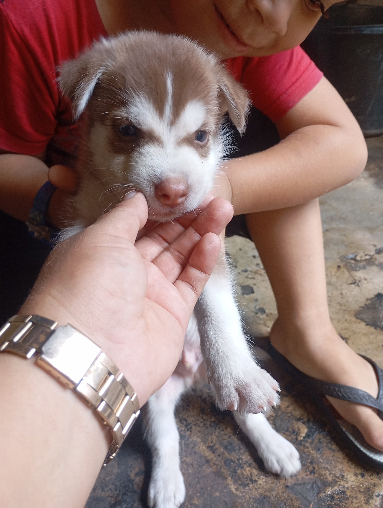Vendo filhote macho de Husky siberiano  - Foto 1