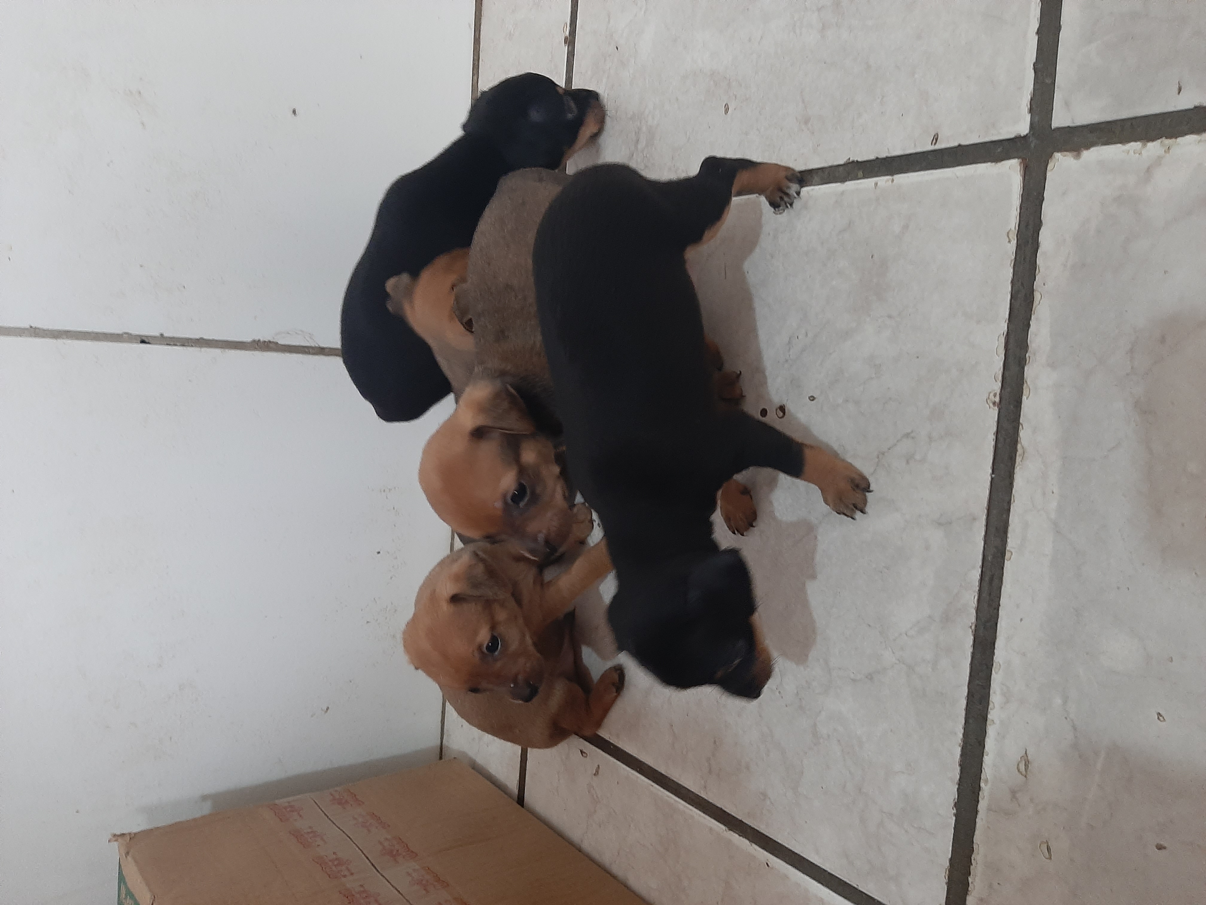 Portal Vendocão Filhote de Pinscher miniatura N°2  Natal