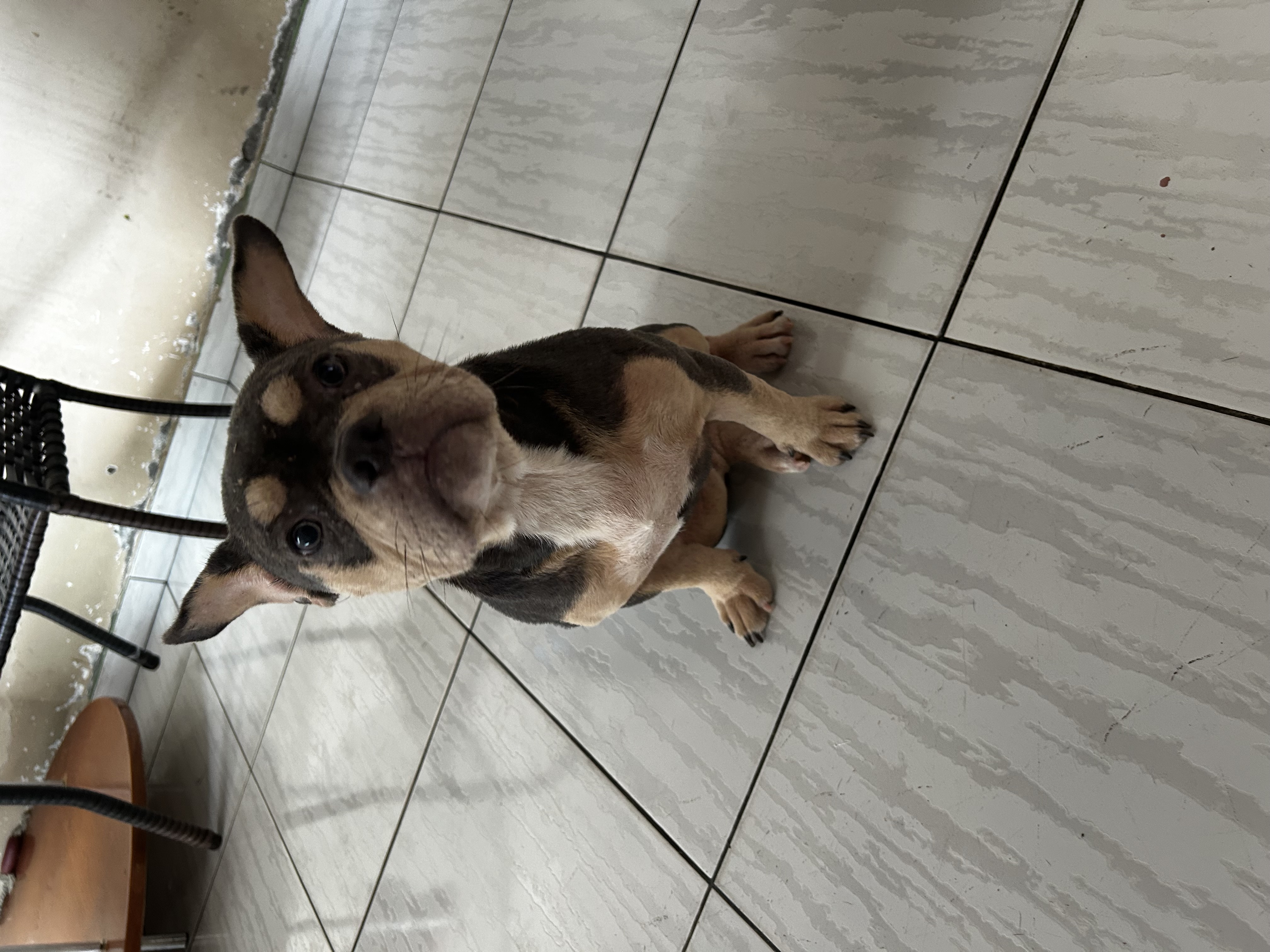 Portal Vendocão VENDO AMERICAN BULLY Feira de Santana