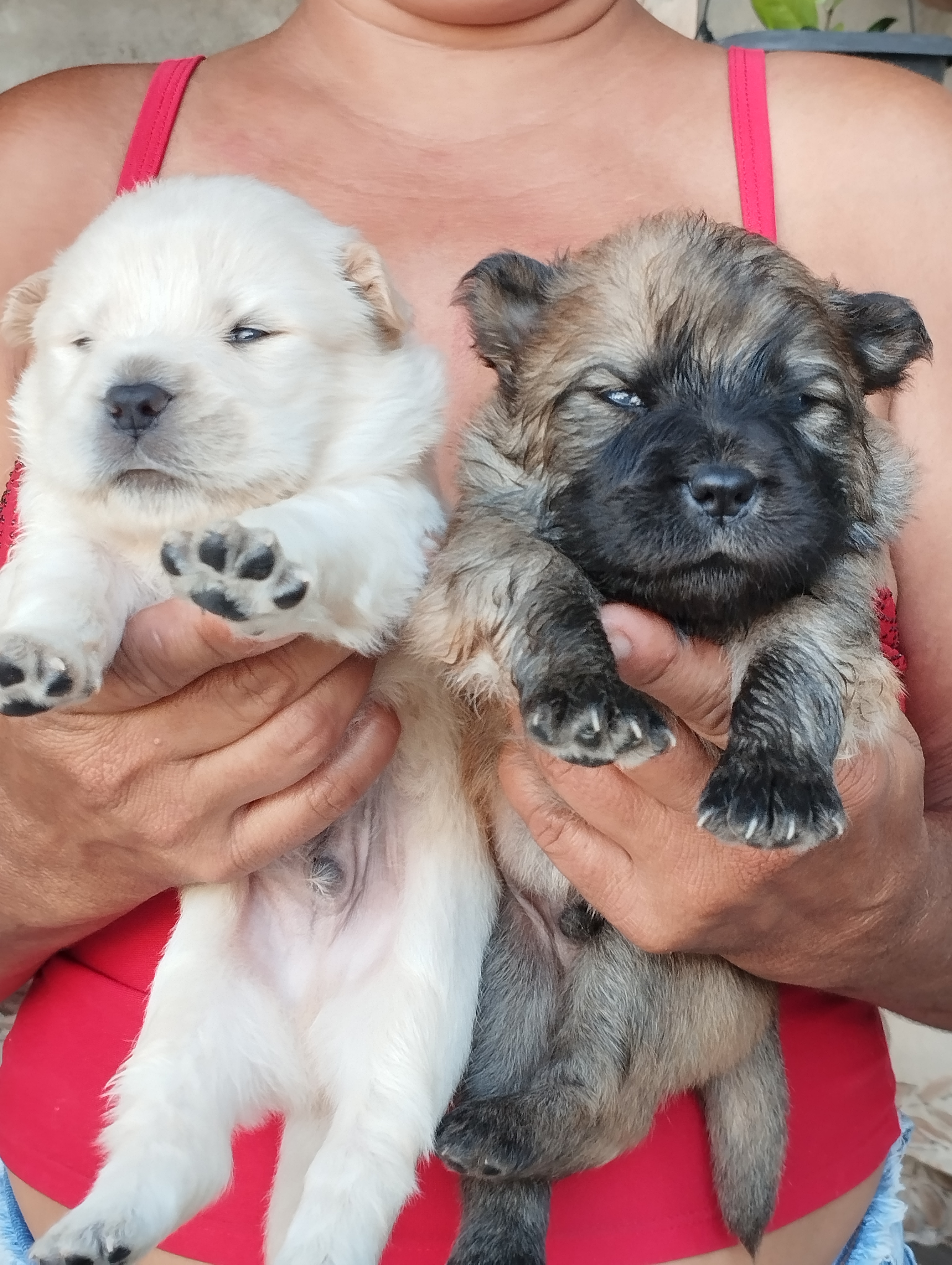 Portal Vendocão Filhote de Chow-chow  Santa Rita 