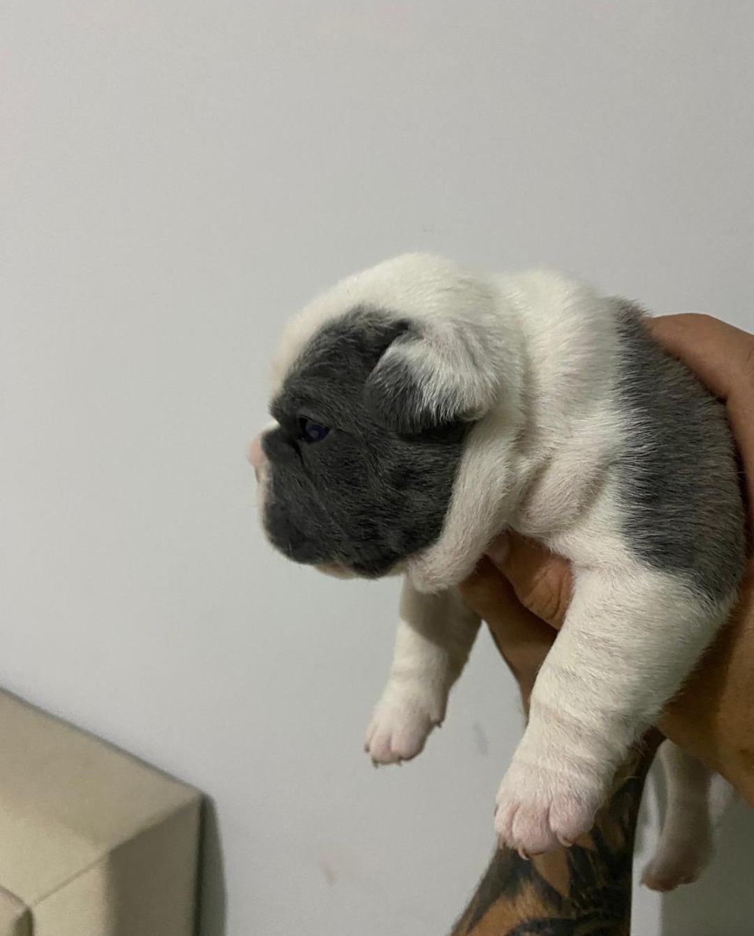 Portal Vendocão Bulldog Belo Horizonte