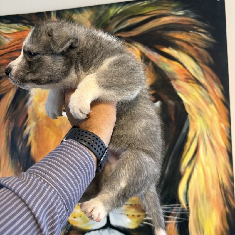 Filhotes de Husky Siberiano com 30 dias de nascidos - Foto 3