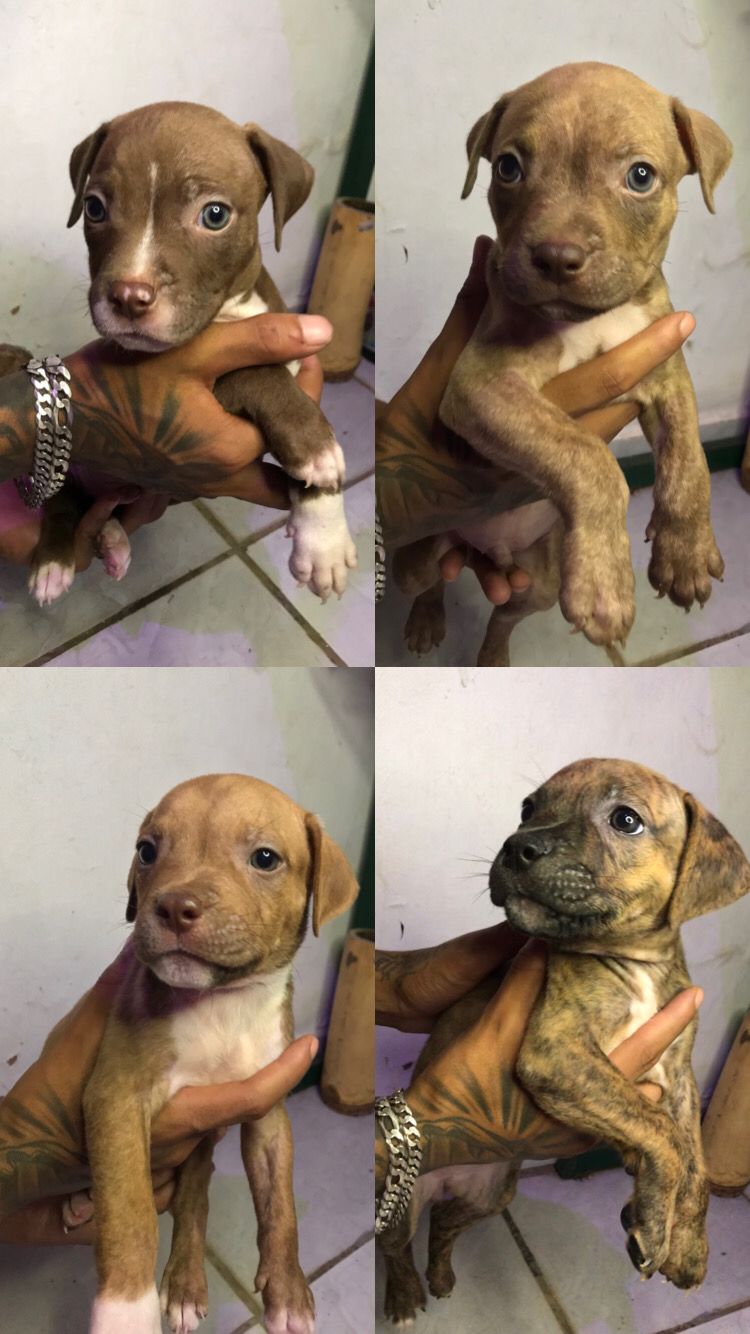 Portal Vendocão Pitbull puro já com a primeira dose da vacina e vermefucado. Bauru SP 