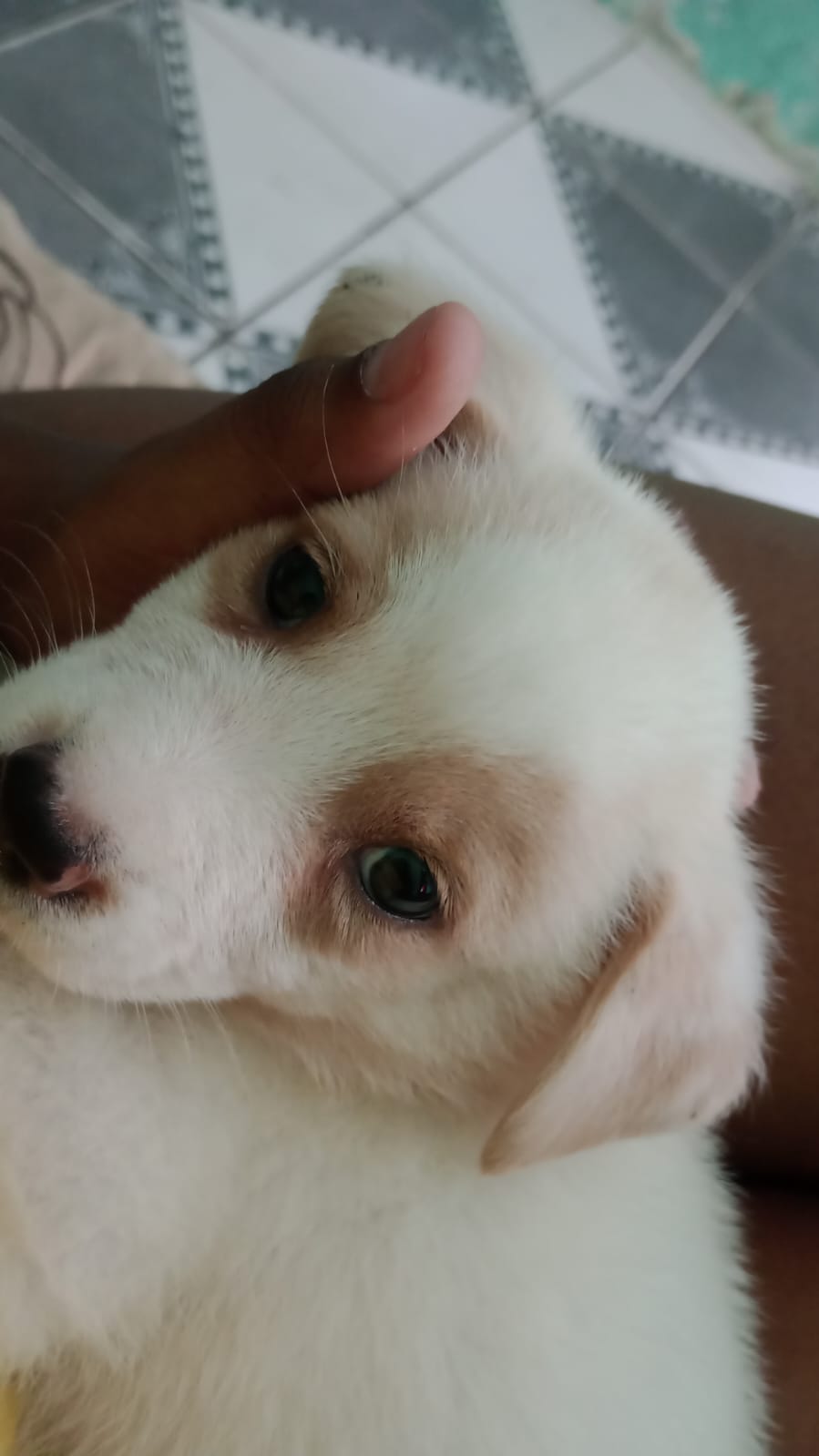 Vendo cão filhote 2 meses porte grande 
