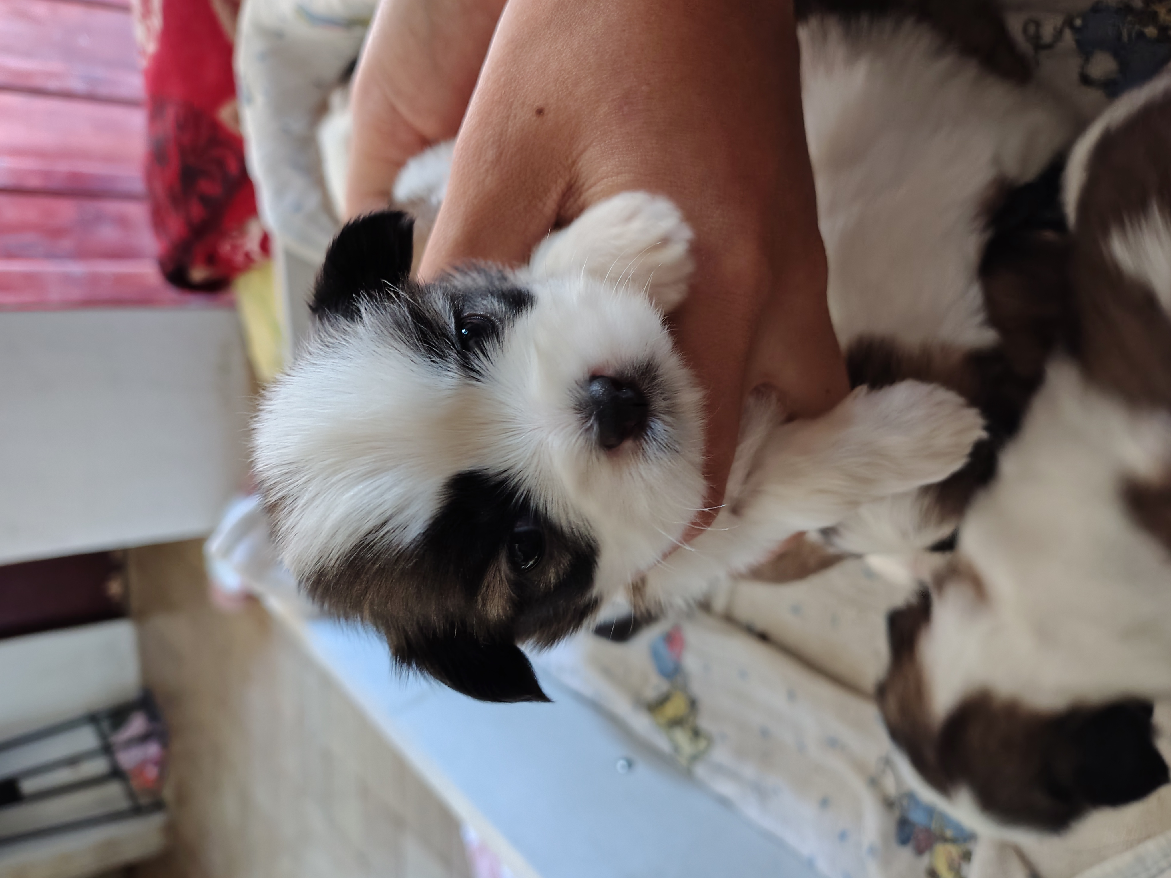 Portal Vendocão Lindos Filhotes de Shih Tzu Angra dos Reis