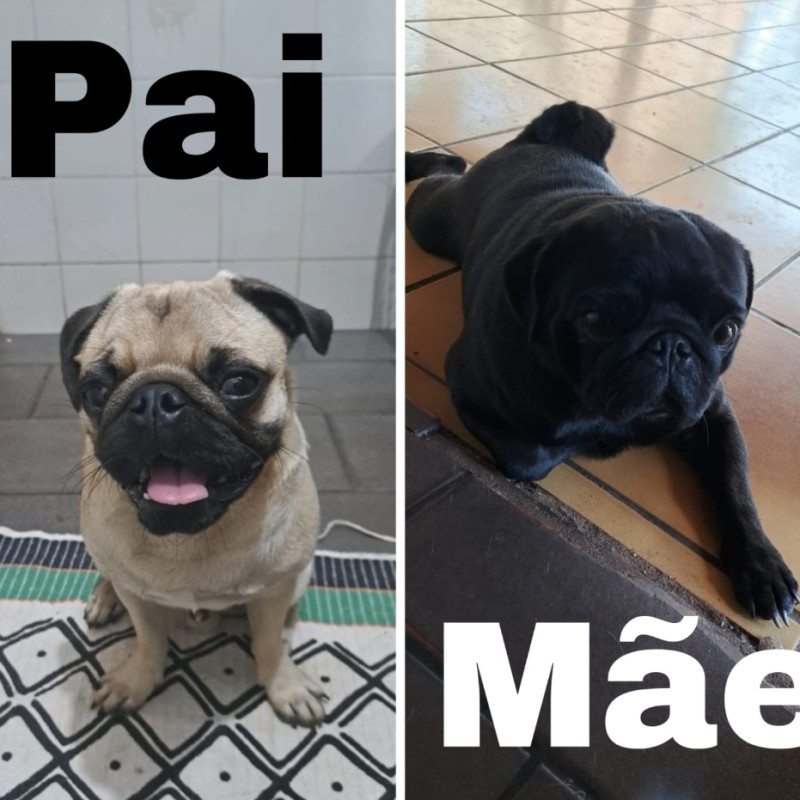 Filhotes de pug - Foto 3