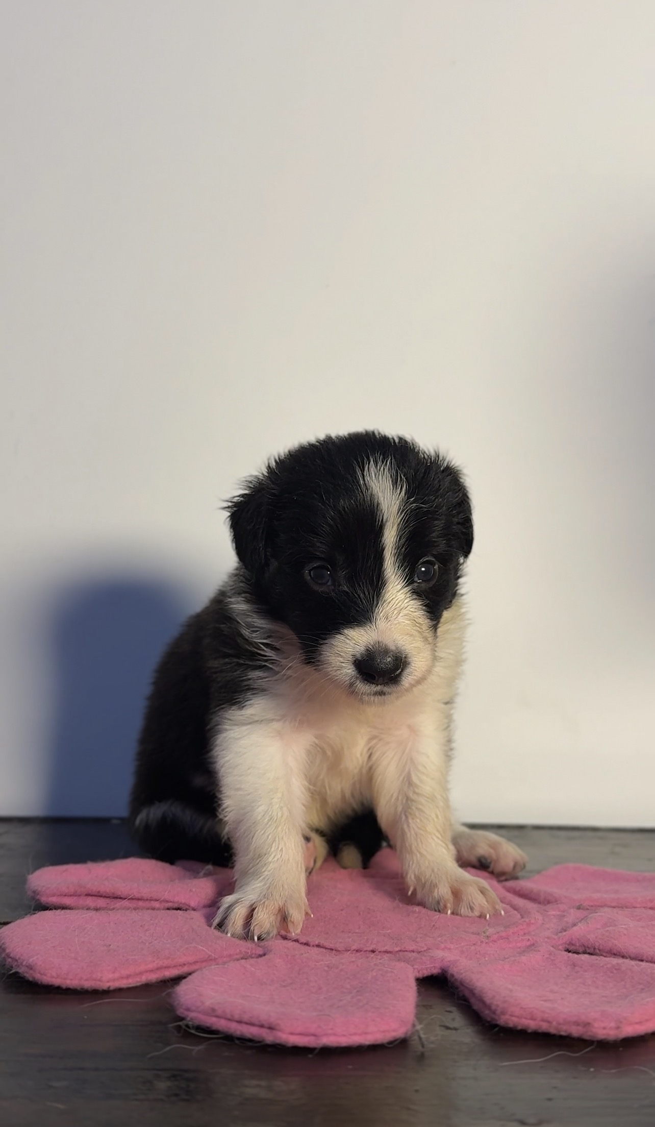 Filhotes de Border Collie  - Foto 3