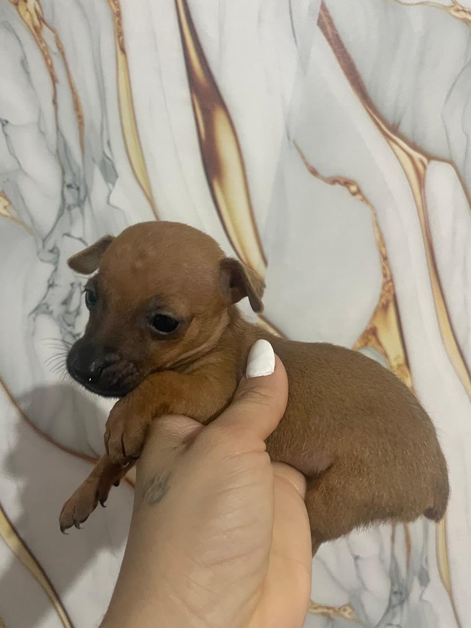 Pinsher puro legítimo  N1  1  os dois vendo 450,00 mês de nascido  03/07/2026 - Foto 3