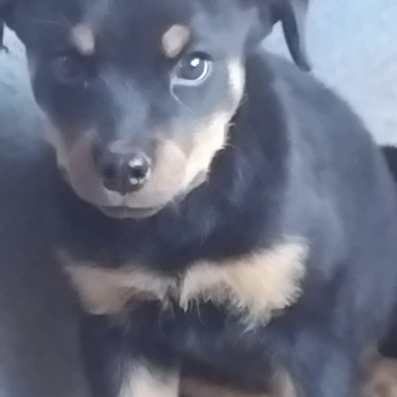 Linda filhote de Rotweller fêmea 4 meses,vacinada e vermifugada qualquer coisa me chama no Zap 62993222080