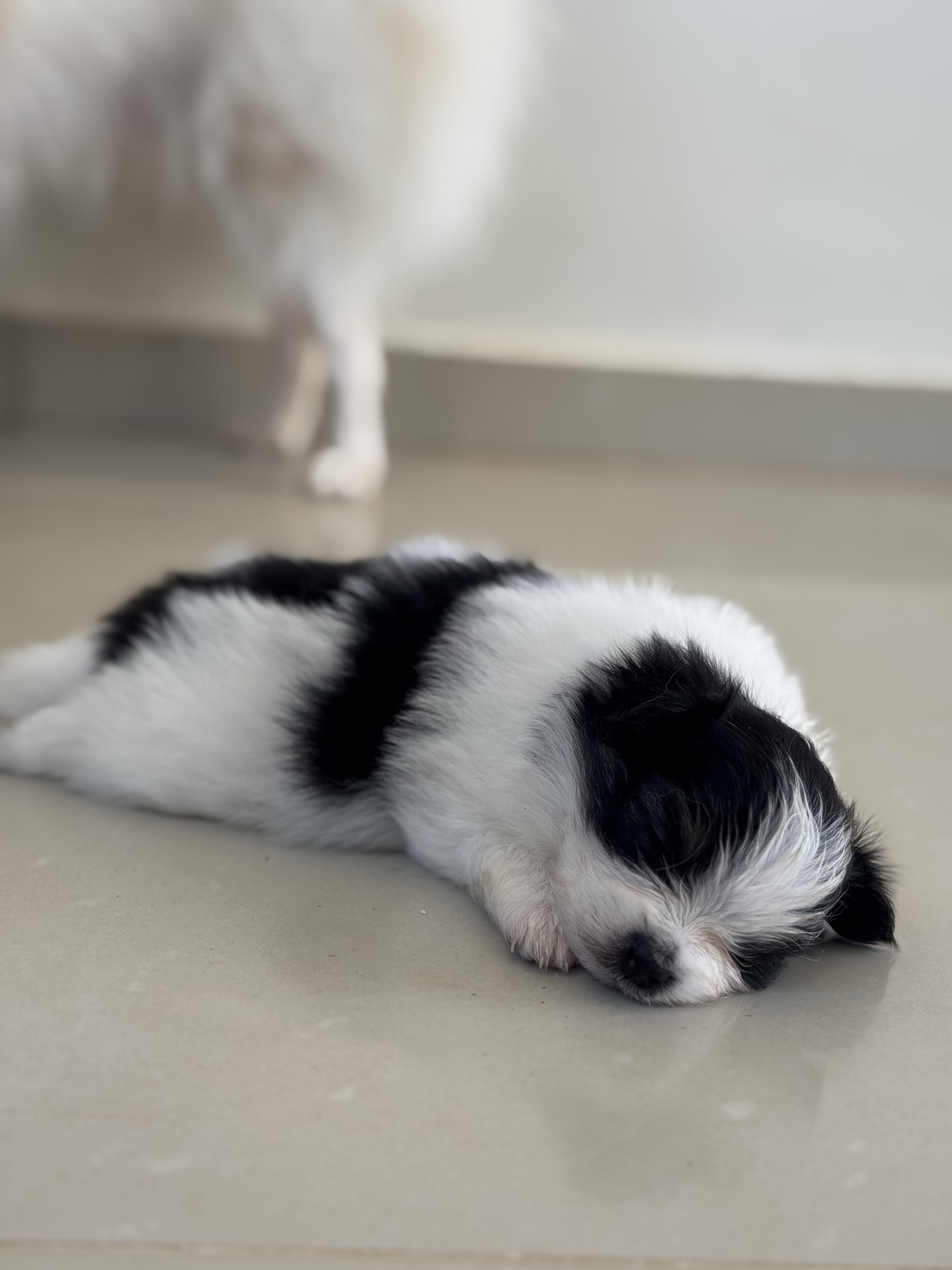 Portal Vendocão Lulu da pomerânia  Teresina
