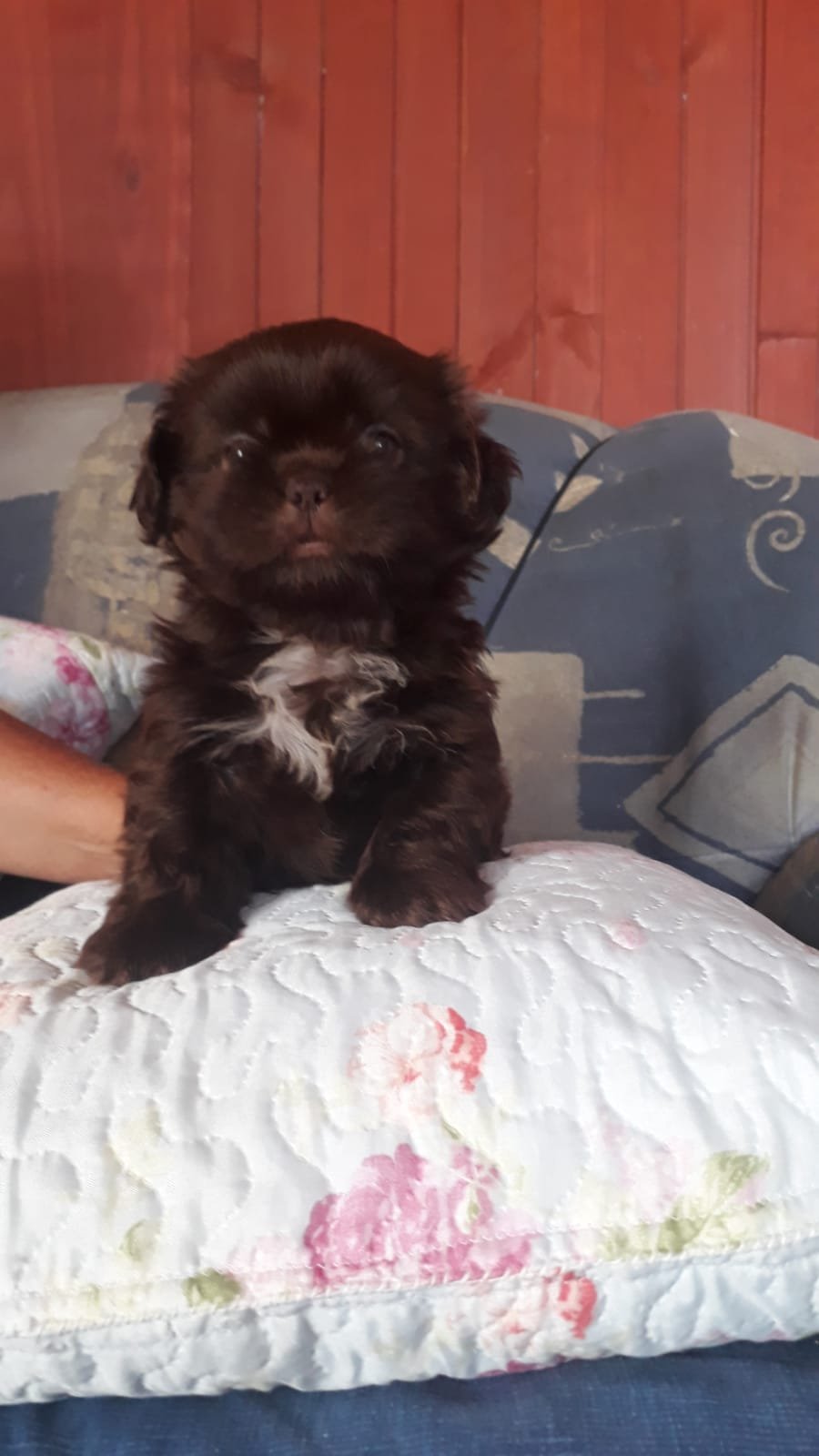 Shih tzu - Foto 5