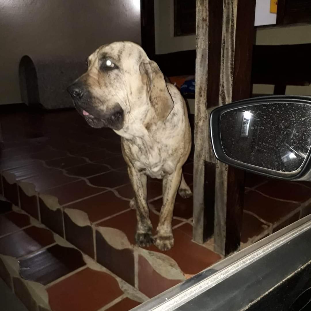 Portal Vendocão Fila Brasileiro  Álvares Machado