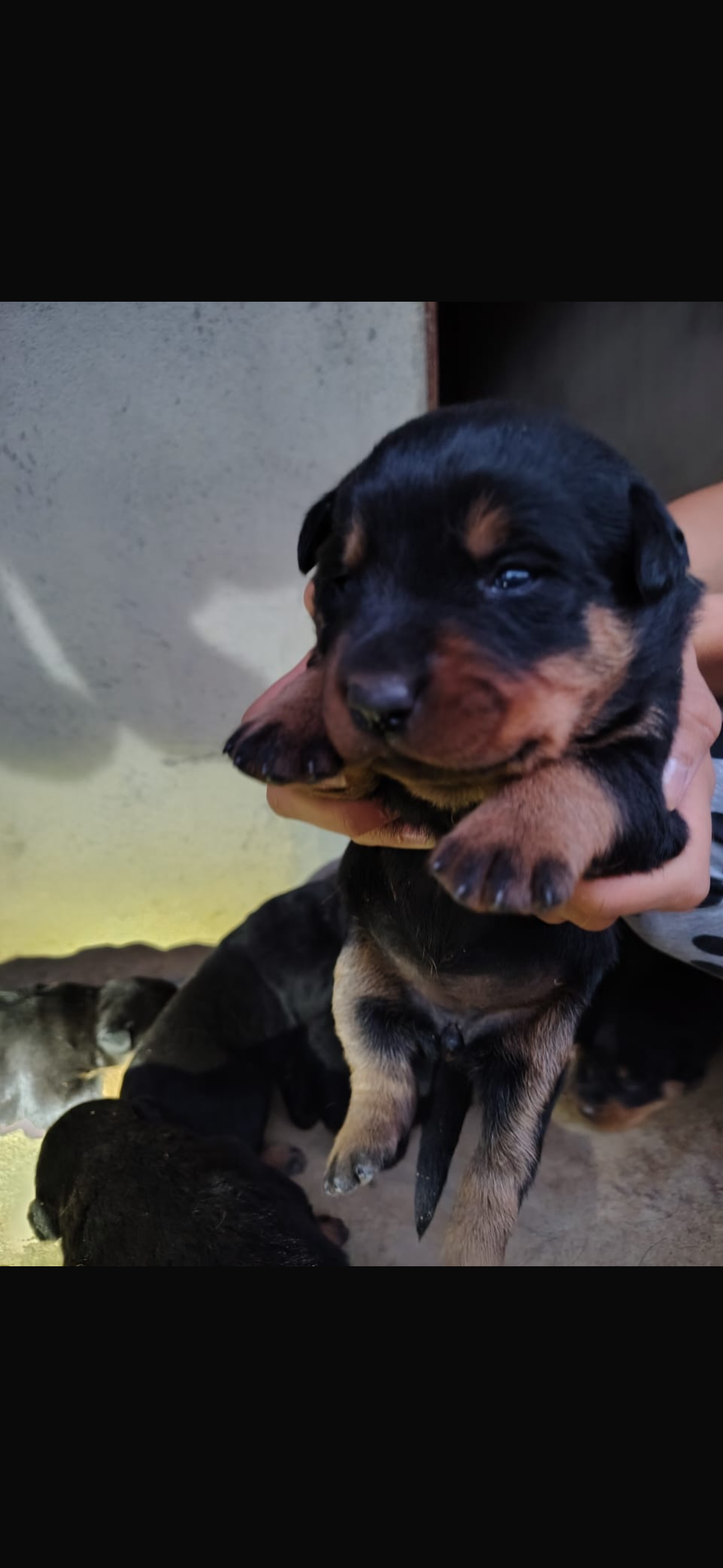 Portal Vendocão Vende-se filhote de Rotweiller Sapeaçu 