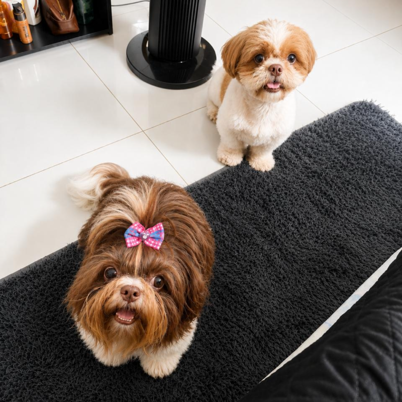 Filhotes de Shi tzu 2 machos e 1 fêmea macho 1.200 e fêmea 1.500 - Foto 3