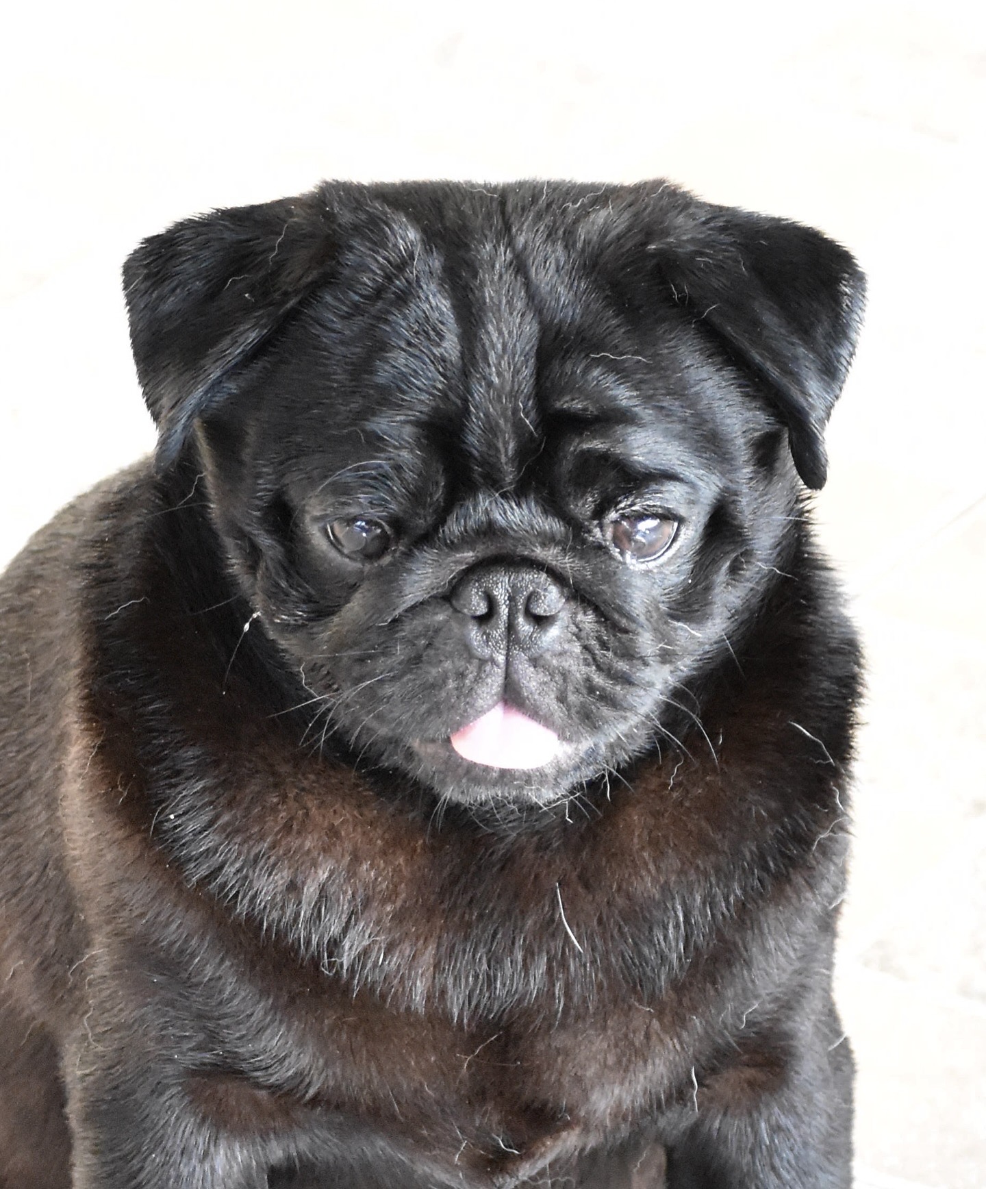 Filhote pug preto  - Foto 4