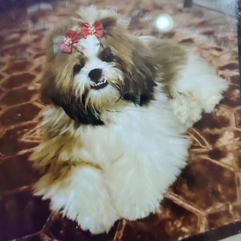Shih tzr fêmea