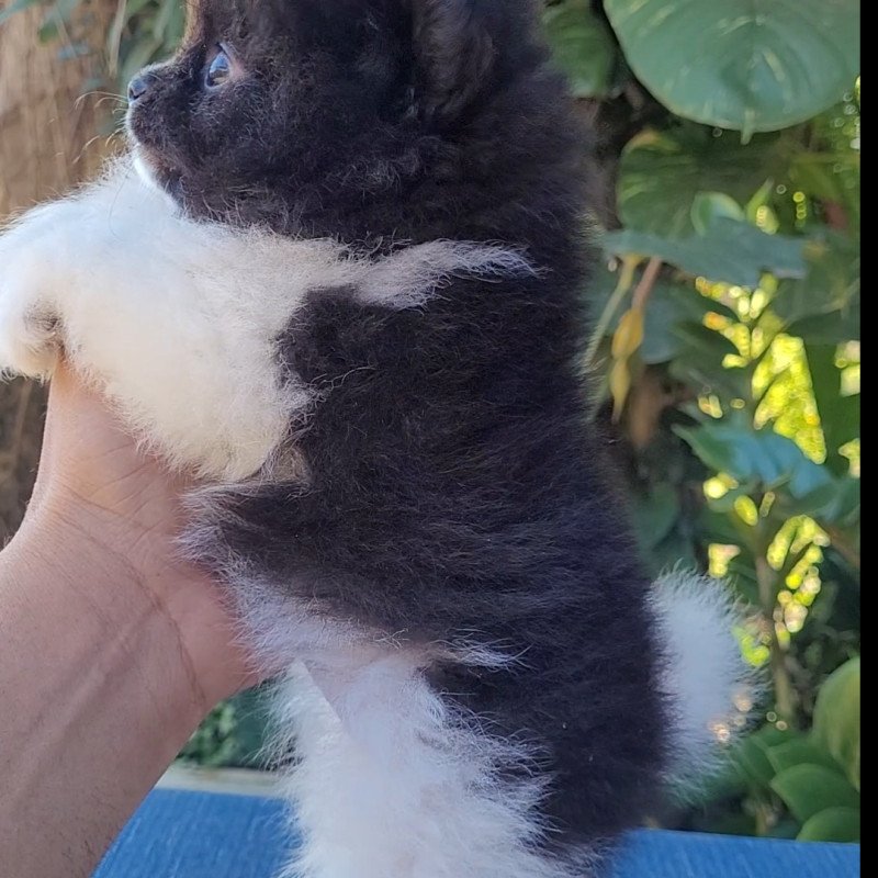 Spitz alemão - Foto 2