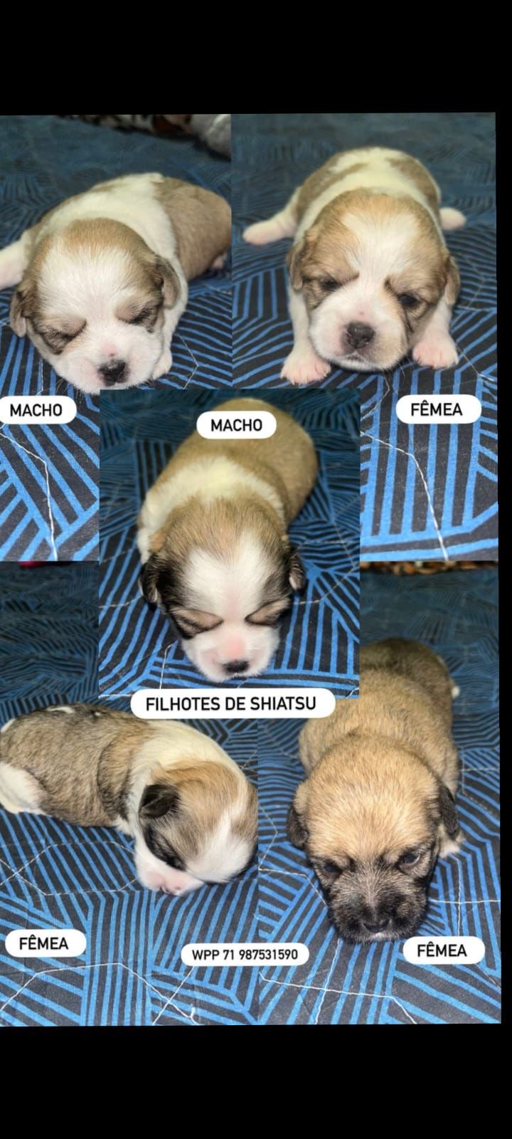 Portal Vendocão VENDE-SE FILHOTE DE SHIAT ZU EM SALVADOR Salvador