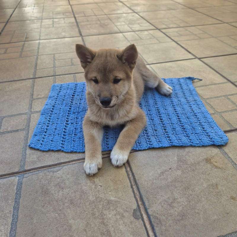 Shiba inu - Foto 2