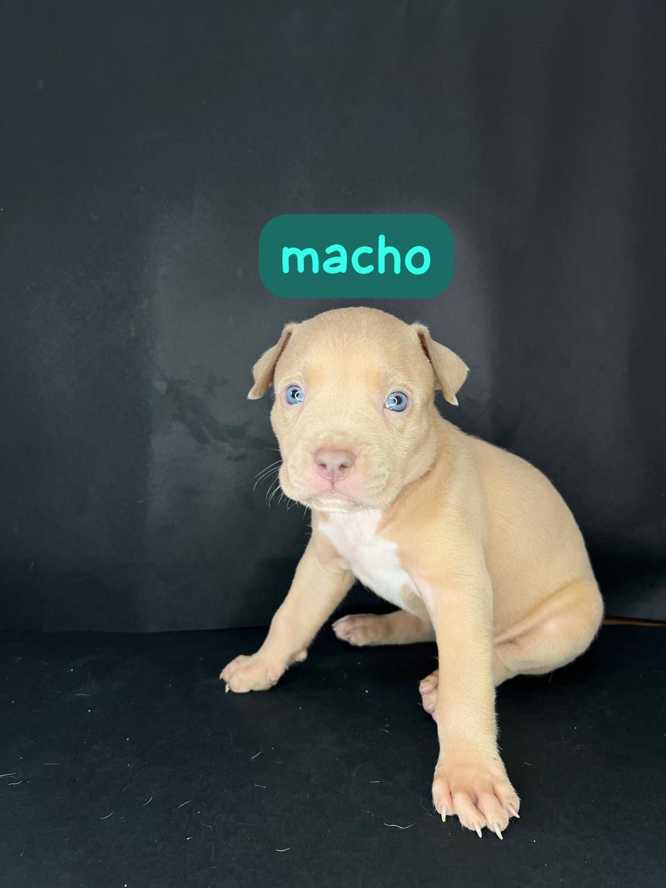 Portal Vendocão Venda Belo Horizonte 