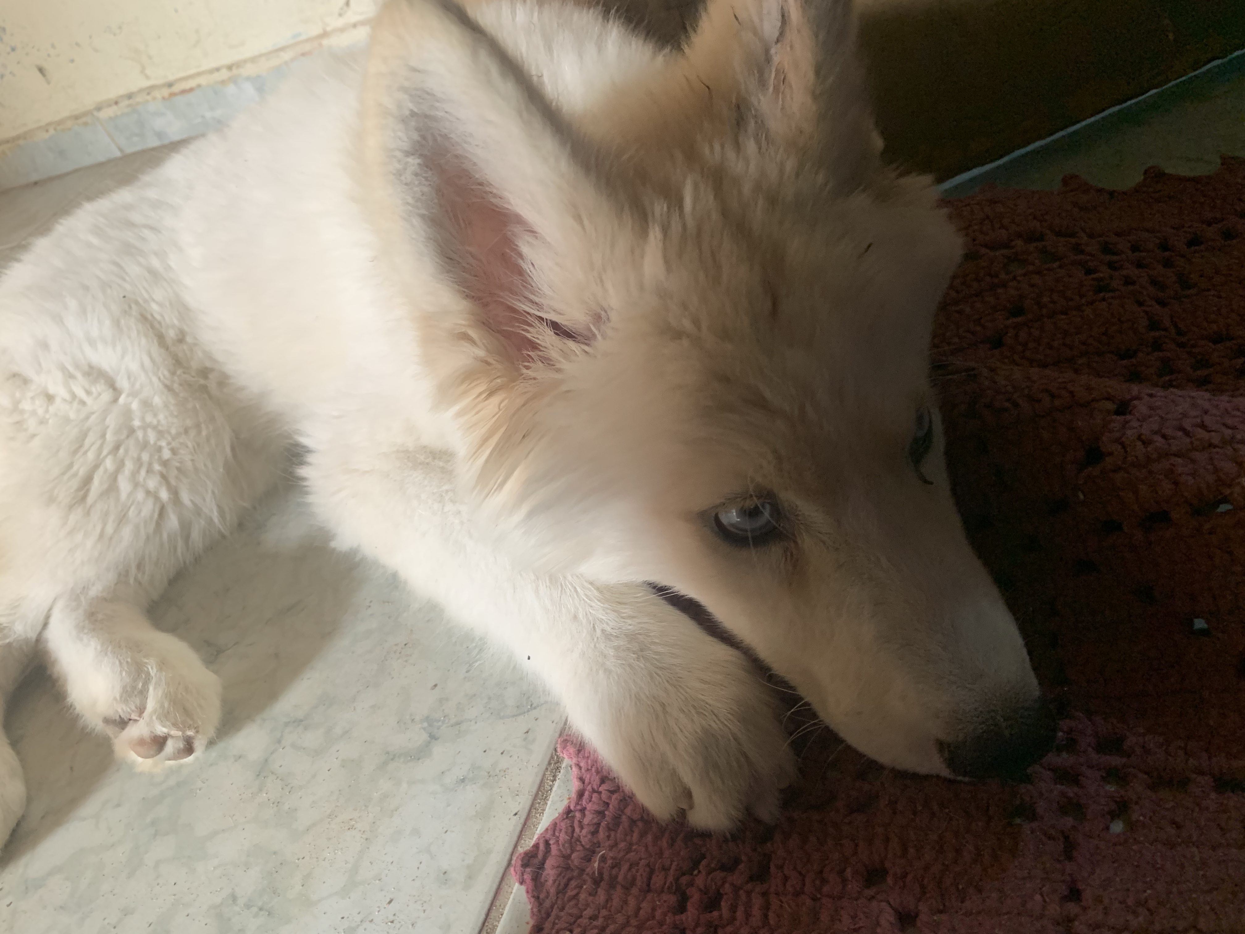 Portal Vendocão Husky siberiano  Maceió 