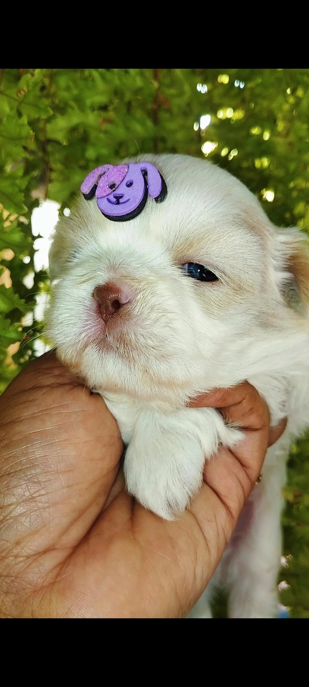 Portal Vendocão Filhotes de Shih tzu macho  Catalão