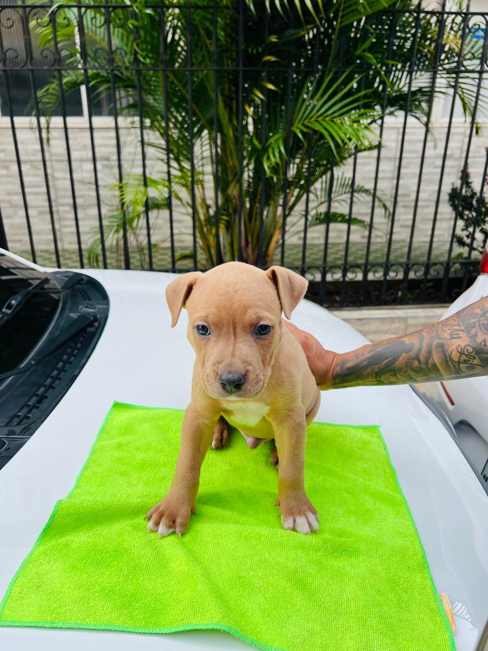 Portal Vendocão Filhotes de Pitbull  Salvador 