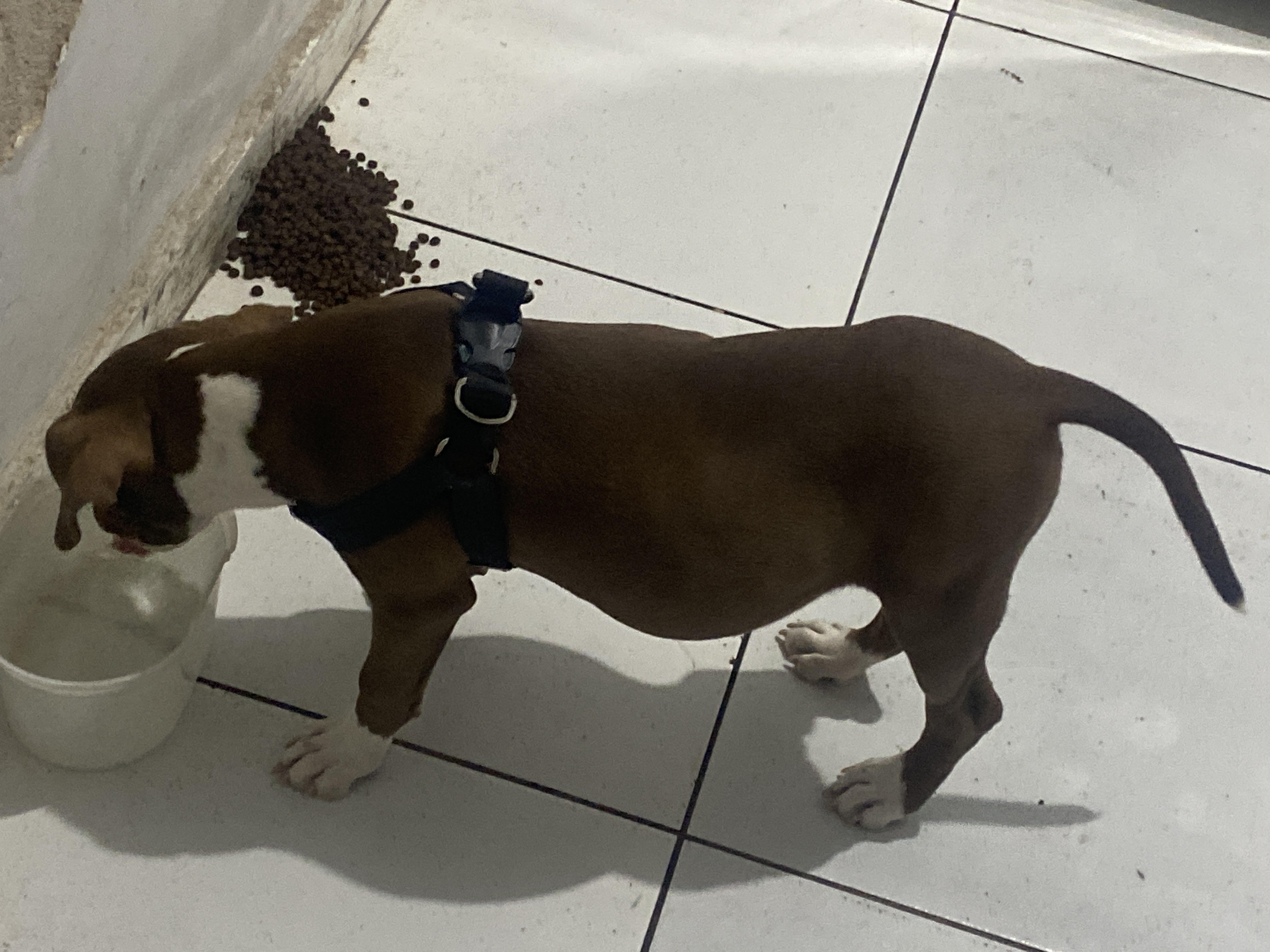 Portal Vendocão Vendo pit bull fêmea 3 meses  Petrolina