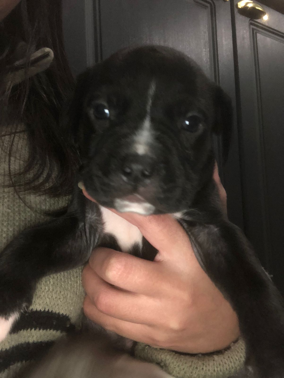 Portal Vendocão Filhotes de Pitbull  Ponta Grossa 
