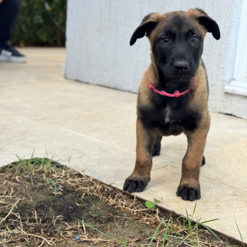 Lindos filhotes de Malinois com 50 dias. Todos com pedegree CBKC. 3 machos e 2 fémeas - Foto 5
