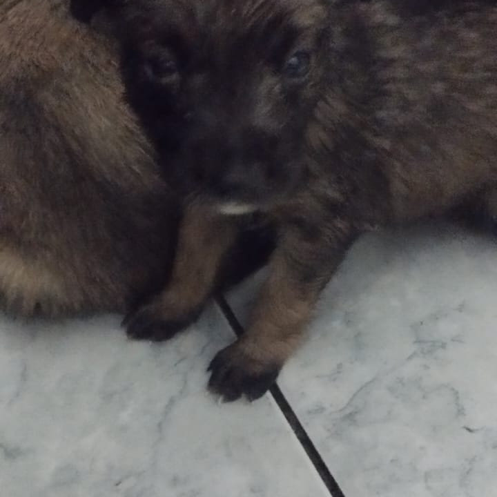 Filhote de cachorro - Foto 1